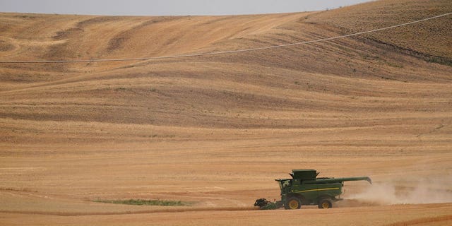 A combine harvests wheat, Aug. 5, 2021, near Pullman, Wash. 