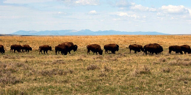 A herd of bison move through land controlled by the American Prairie Reserve south of Malta, Montana.