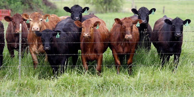 Grass-fed cattle gather on a farm.