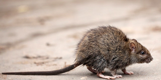 Gray rat crawling on ground. Rats have reportedly been found in various locations at the U.S.  House  of Representatives Child Care Center (iStock)