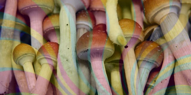 Colorado could become the second state, after Oregon, to legalize psychedelic mushrooms.