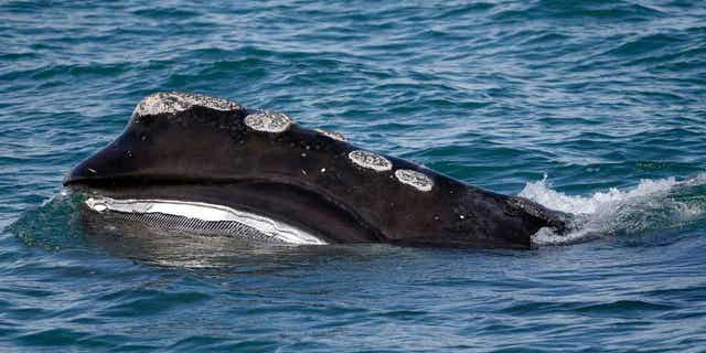 A North Atlantic right whale feeding on the surface of Cape Cod bay off the coast of Plymouth, Massachusetts, March 28, 2018.