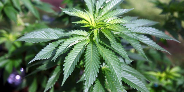 The New Hampshire House has advanced a bill that would legalize recreational marijuana use in the state to its Ways and Means Committee.