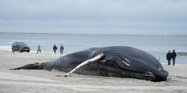 A beached humpback whale was found on Long Island, where it soon died.