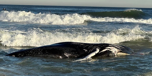 The dead humpback whale, measuring 24 feet long, washed ashore in Manasquan, New Jersey, on Monday.