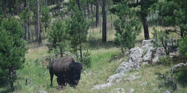A bison grazes near in the Black Hills National Forest in Custer, South Dakota, on July 8, 2020.