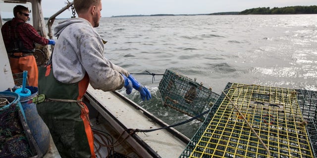 Maine lobstermen haul in their latest catch off the state's coast.