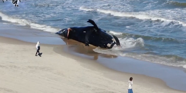 A dead endangered North Atlantic right whale is pictured beached last month in Virginia Beach, Virginia. It was the third dead whale found miles from an operational offshore wind farm in less than a week