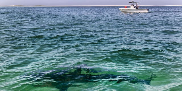 Cape Cod water