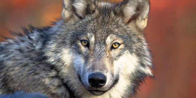 This photo provided by the U.S. Fish and Wildlife shows a gray wolf, April 18, 2008.  Wisconsin natural resources officials have publicly released about 3,500 comments on a recently-proposed wolf management plan.