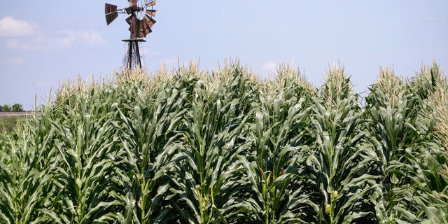 corn field in Iowa