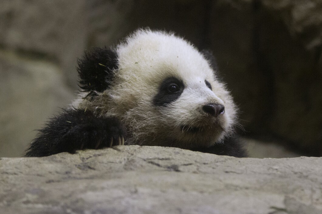 National Zoo Panda