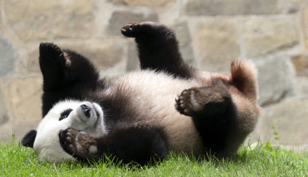 Giant Pandas