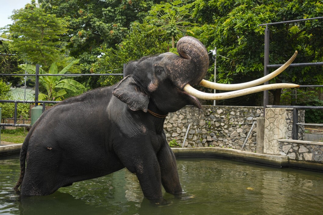 Sri Lanka Thai Elephant