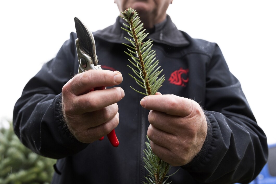 Climate Christmas Trees