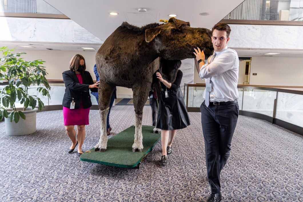 Staff members from SenatorShaheen's (D-NH) office move a stuffed moose through Hart Office Building on June 13, 2023 in Washington, DC. The stuffed moose named "Marty the Moose" and a stuffed bear named "Kodak the Bear" will be on display in Shaheens office as part of the twelfth annual Experience New Hampshire event.