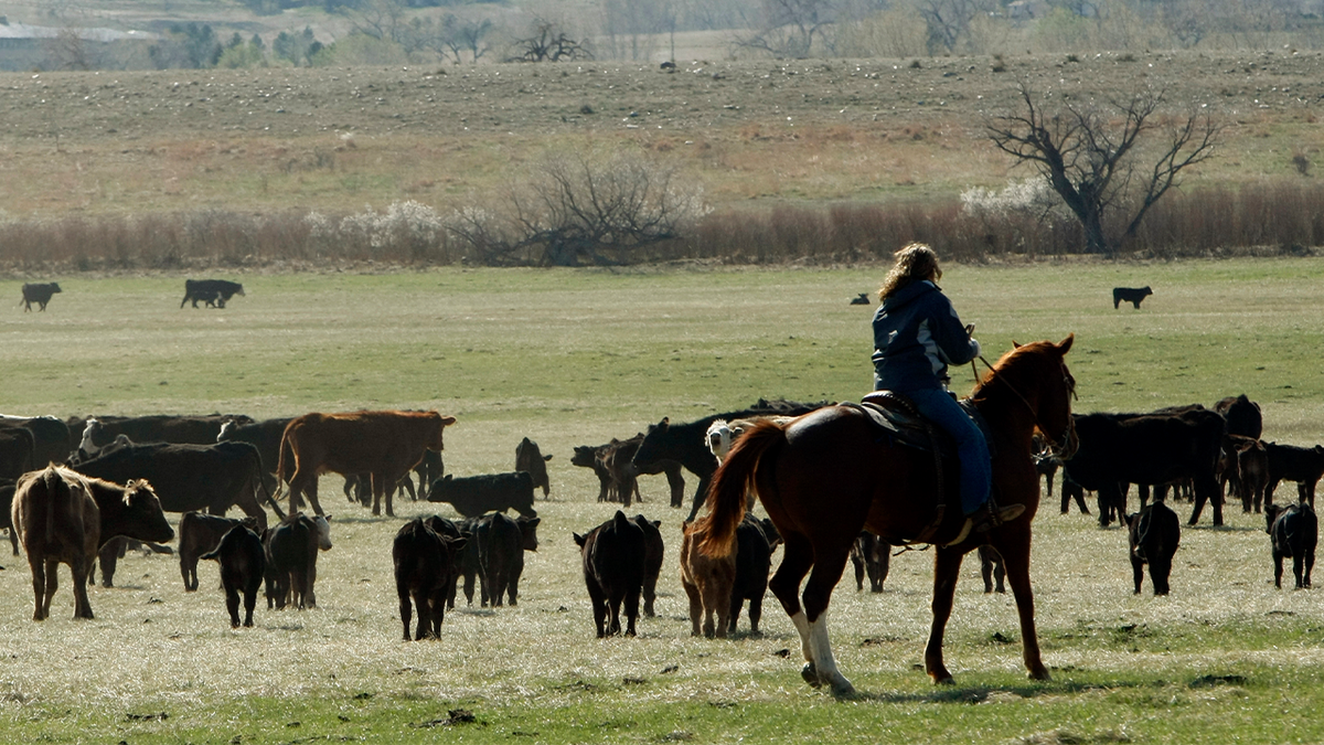 Cows in Colorado