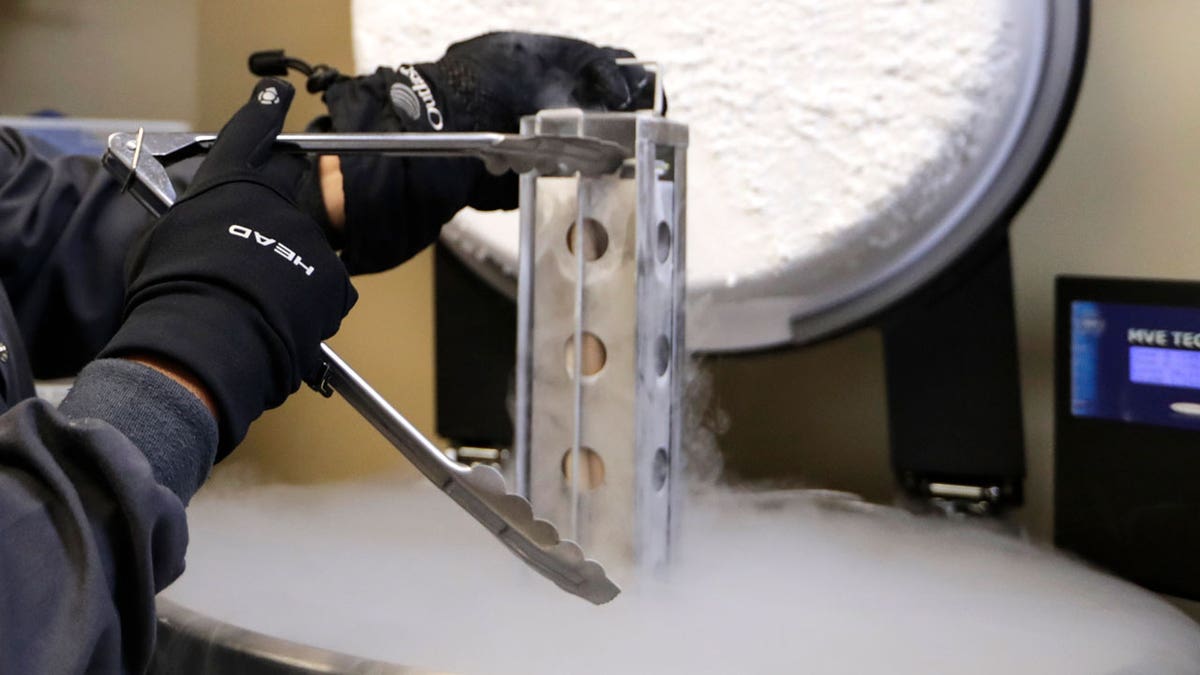 A container with frozen embryos and sperm is removed from storage in liquid nitrogen