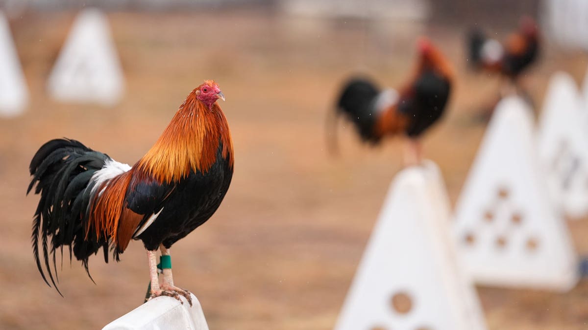 Roosters on top of their teepees at Troy Farms