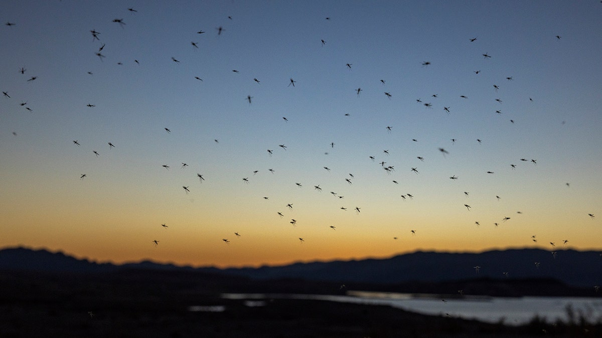 Mosquitoes flying