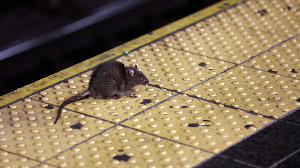 rat on subway platform