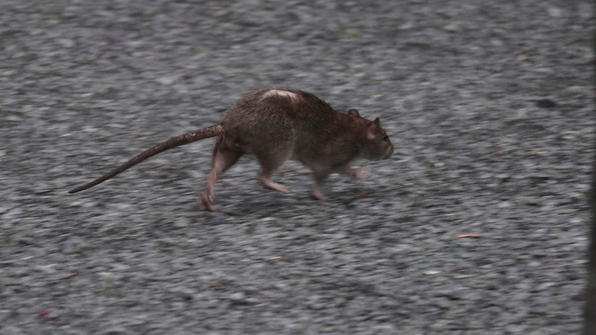 Rat