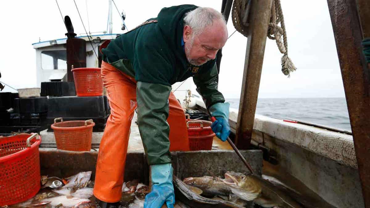 A fisherman sorting COD