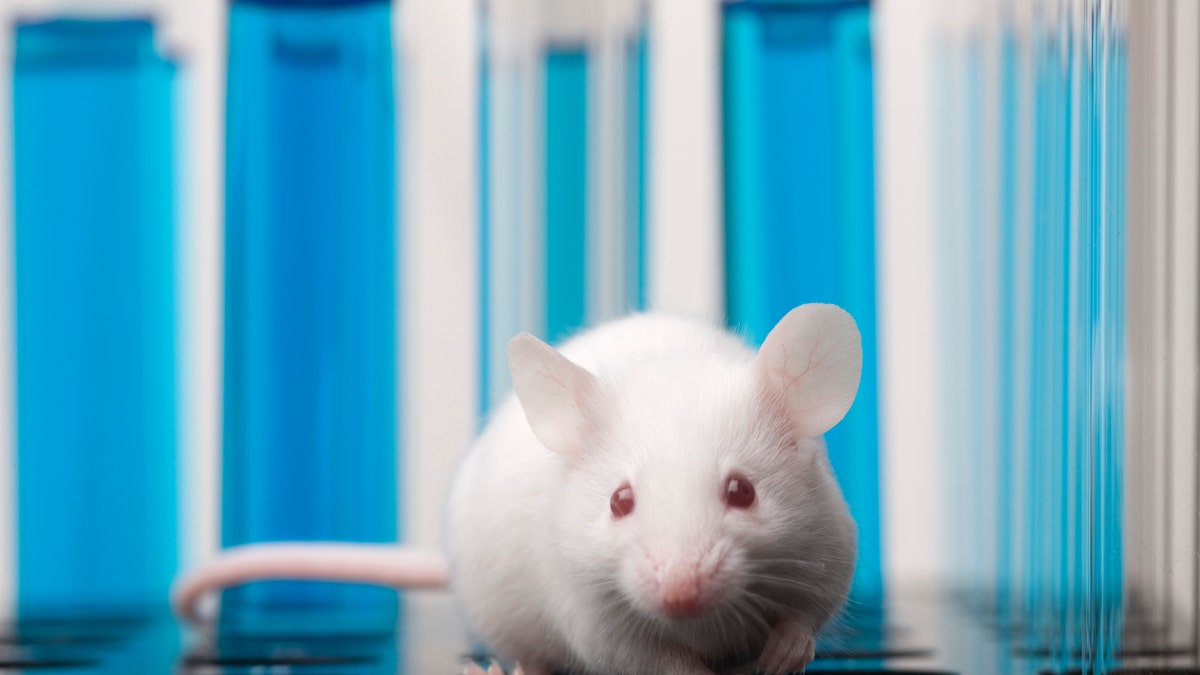 A laboratory mouse is confined.