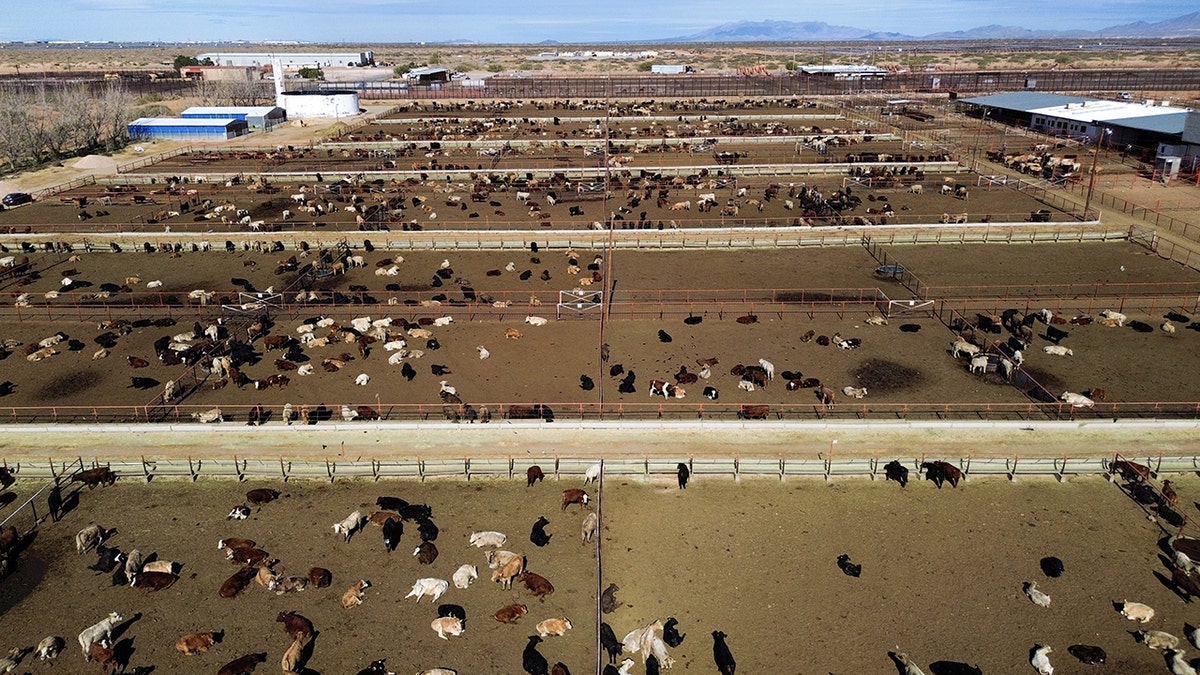 An aerial view of cattle in Chihuahua, Mexico