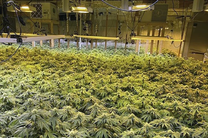 This image provided by the Somerset County, Maine, Sheriff’s Office, shows a rural home that was converted into a sophisticated marijuana grow operation on May 17, 2024, in Norridgewock, Maine. A Maine utility wants to assist investigators by proactively providing electrical usage data to police. (Somerset County Sheriff’s Office)