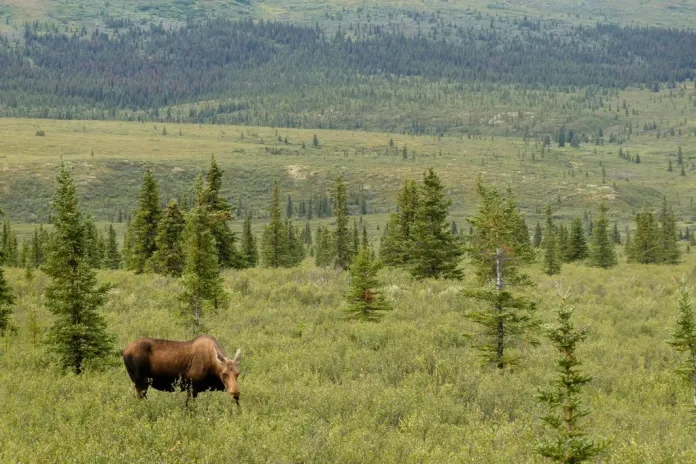 A moose looks over vegetation.