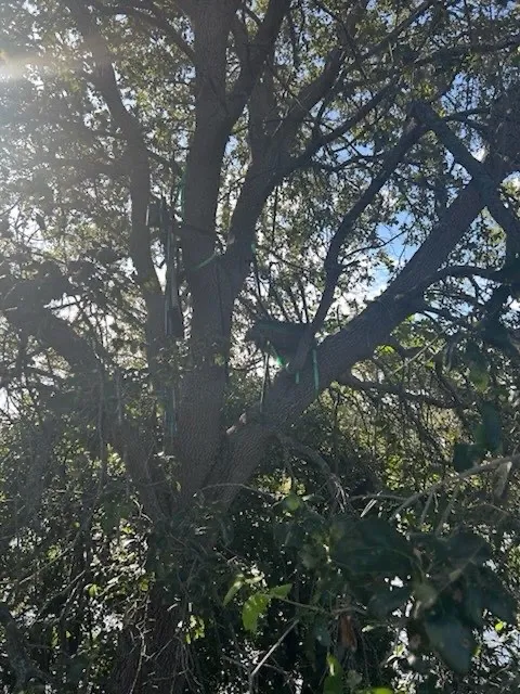 Hunting stand in line of sight of Air Force One