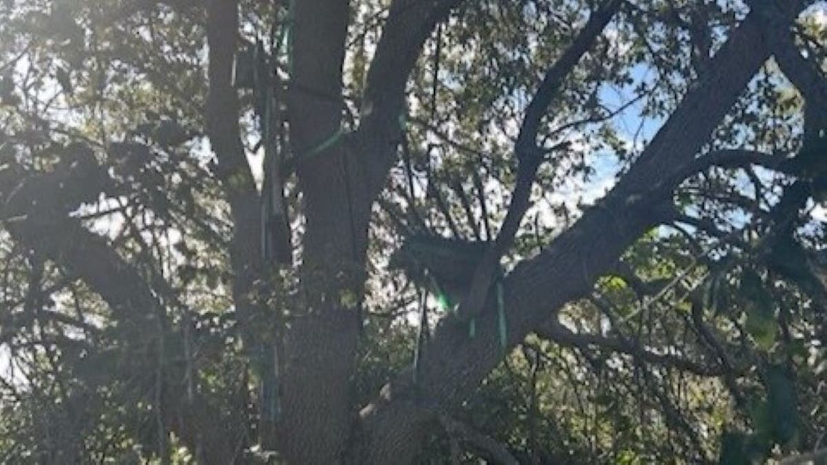 a tree stand discovered by the secret service