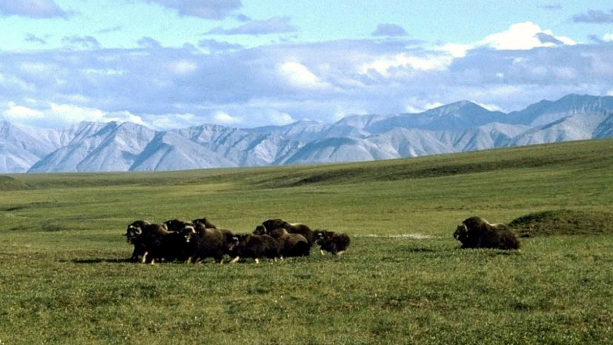 ANWR-1002 and Oxen