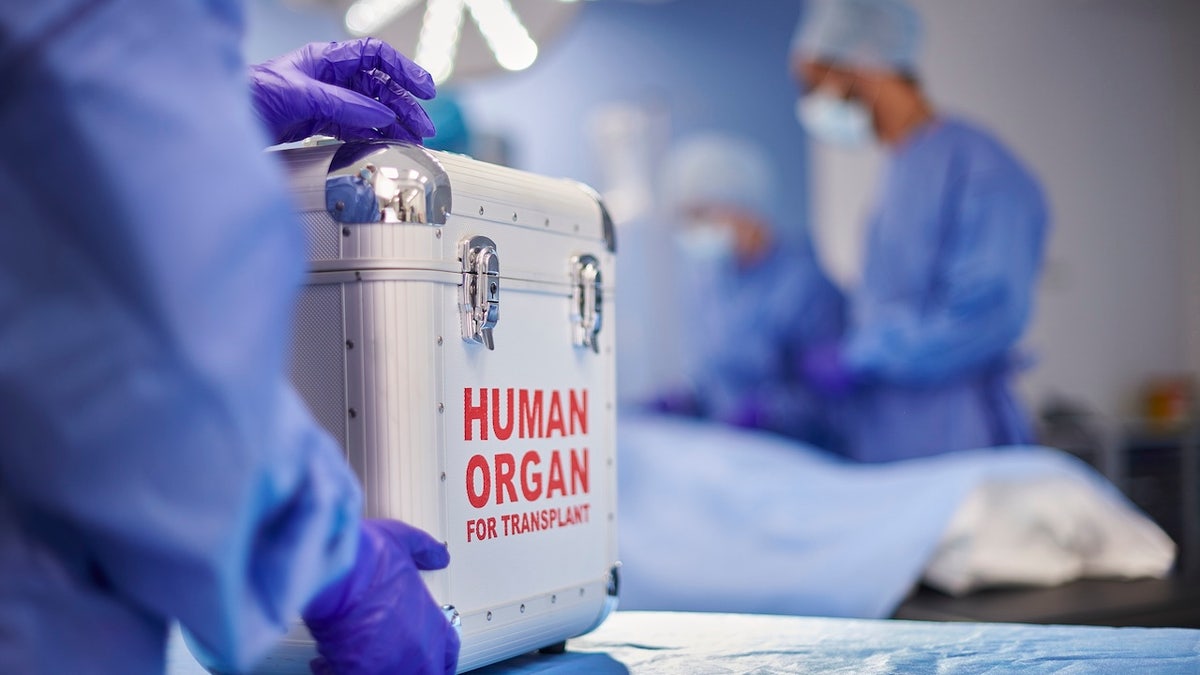 Human organ transplantation.