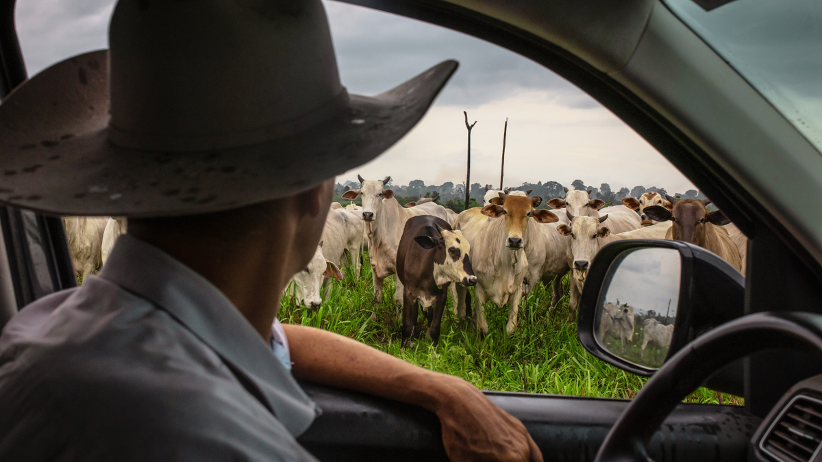 A rancher inspects cattle seen grazing on a farm from a truck.
