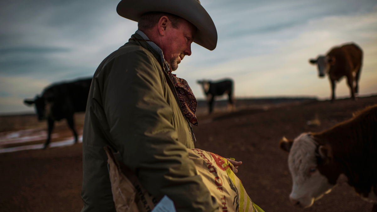 A sixth generation cattle rancher feeds young heifers on his Texas ranch