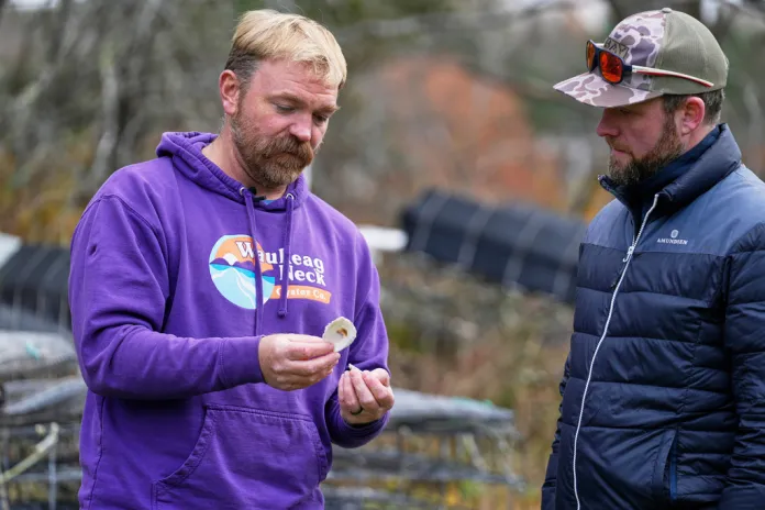 Graham Platner, Democratic candidate for U.S. Senate, shows oyster shells to a visitor at his home, Monday, Nov. 3, 2025, in Sullivan, Maine. 