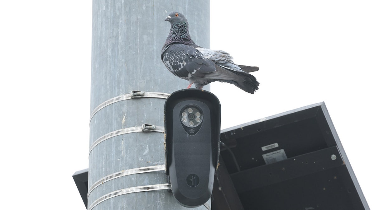 flock-camera-pigeon